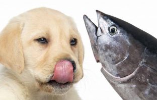 Is Tuna Safe For Dogs To Eat?